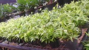 Bibit dracena golden