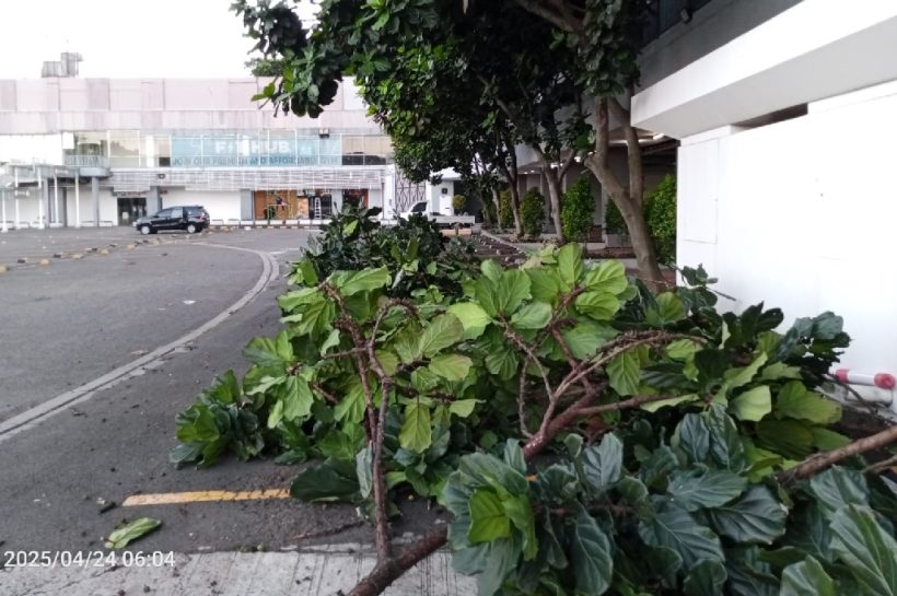 PEMANGKASAN KETAPANG BIOLA CANTIK