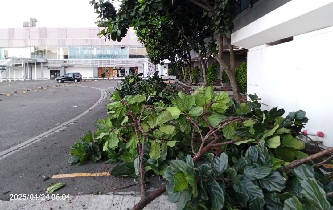 pemangkasan ketapang biola cantik