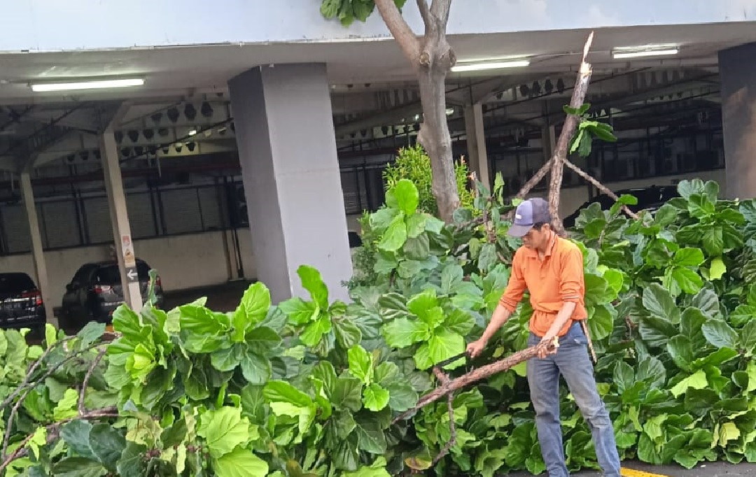 PEMANGKASAN KETAPANG BIOLA CANTIK