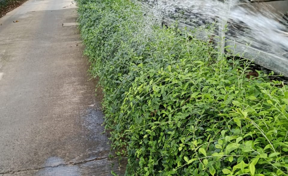 perawatan tanaman likwanyu