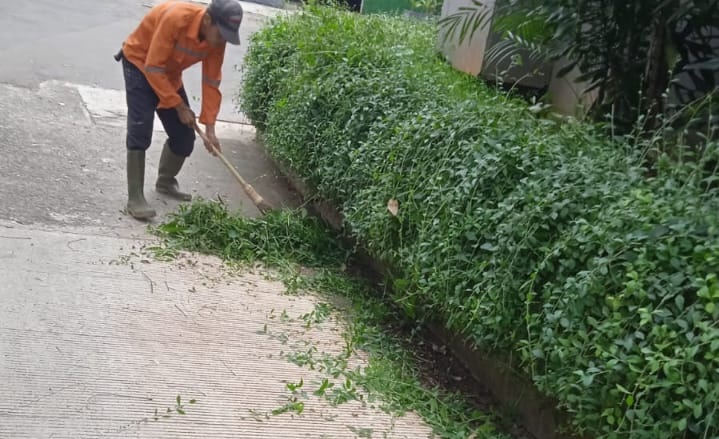 merawat tanaman likwanyu