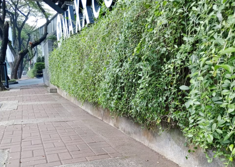 merawat tanaman liekwanyu