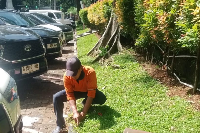 MERAWAT RUMPUT DITAMAN