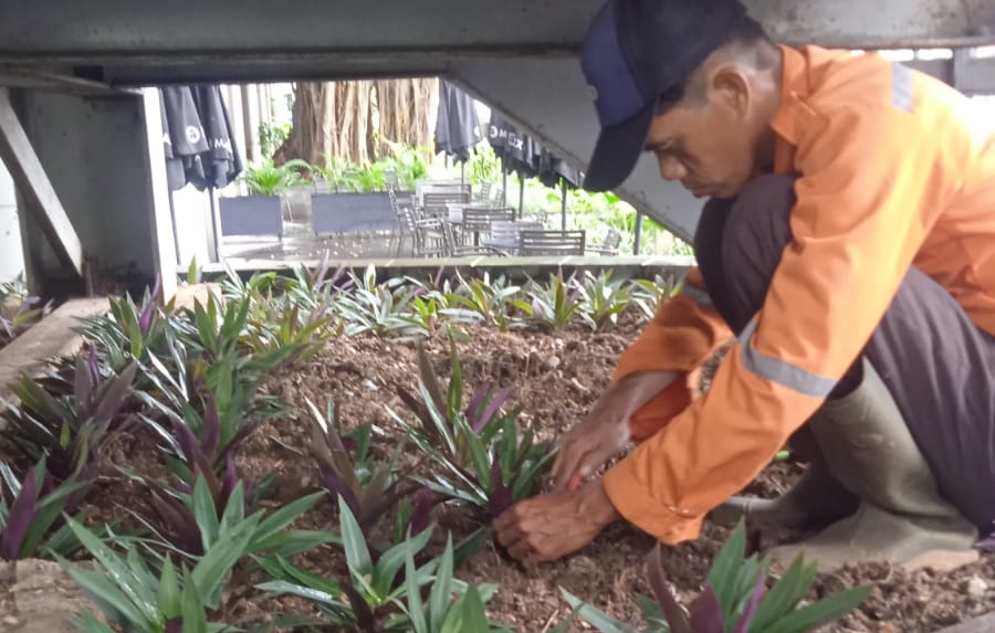 pekerjaan renovasi taman