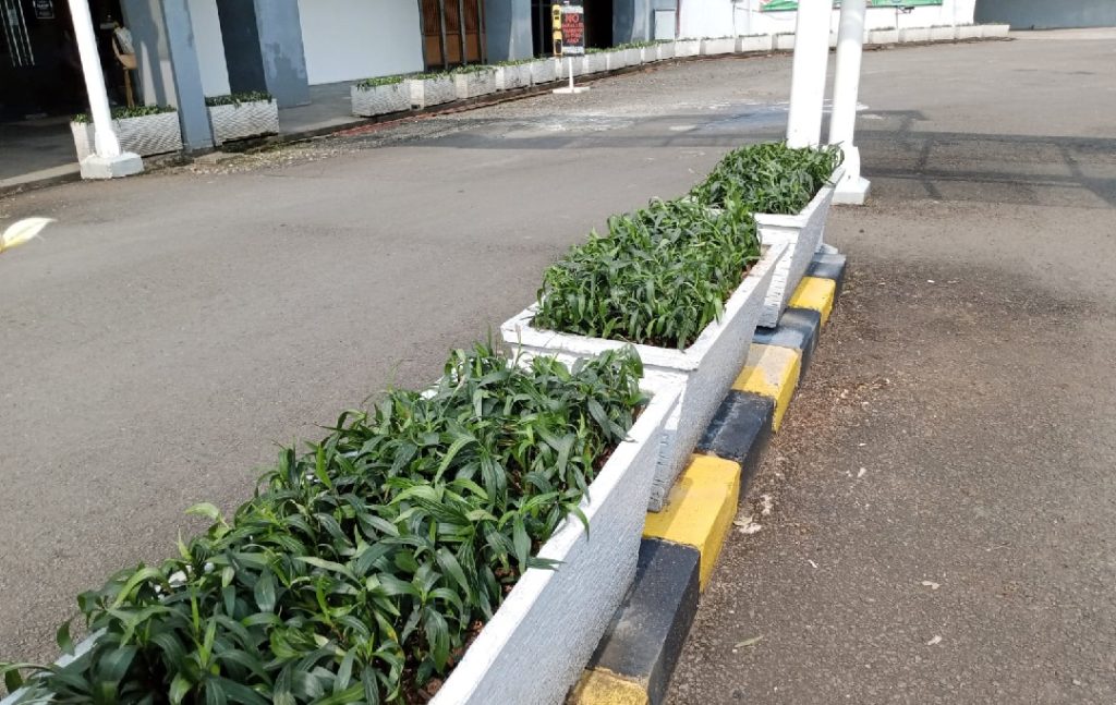 menanam di planter box