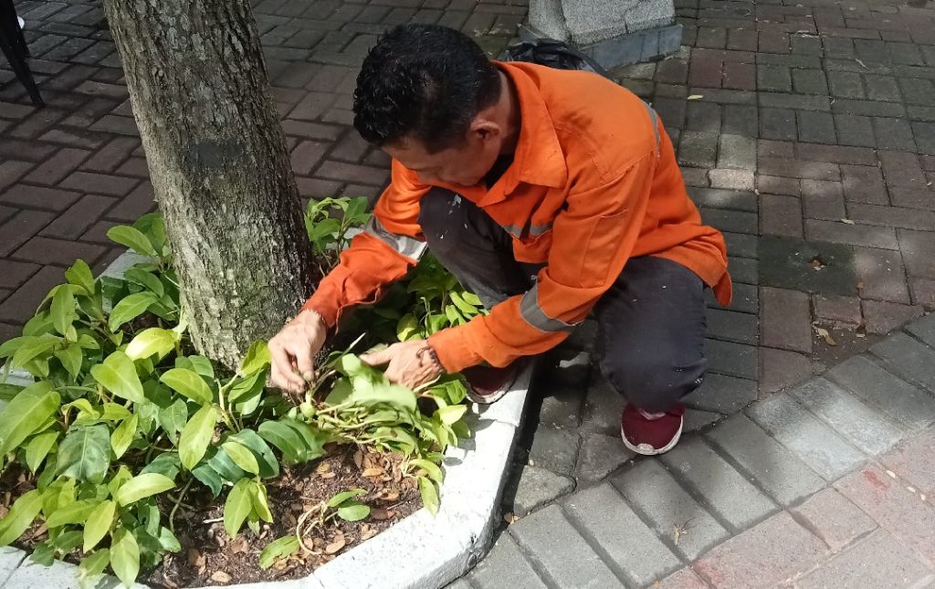 merapikan tanaman border