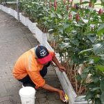 perawatan taman 12-mei-2025