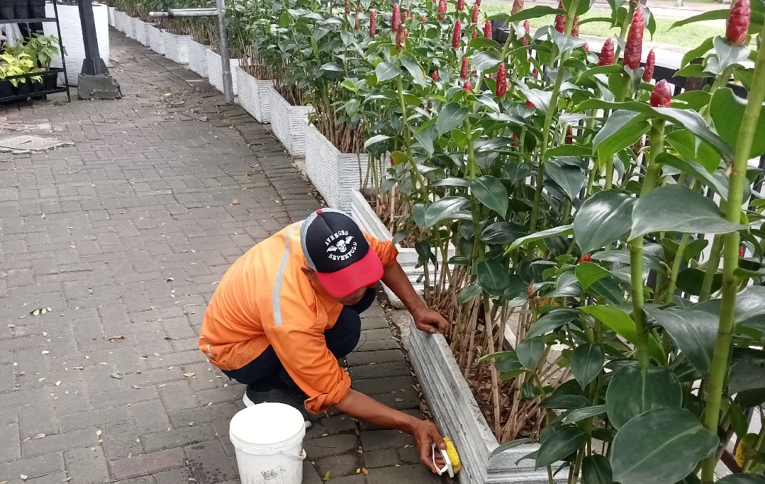 perawatan taman 12-mei-2025
