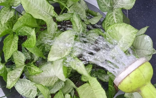 perawatan tanaman indoor