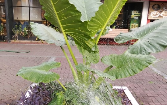 penyiraman pohon sente