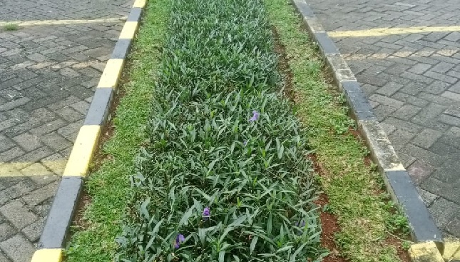 rawalea sebelum dirawat