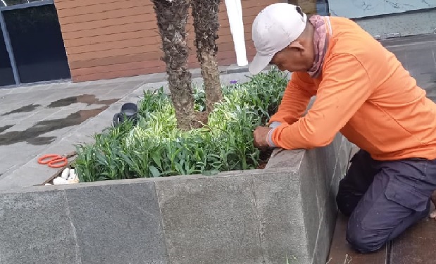 penanaman tanaman gondoruso