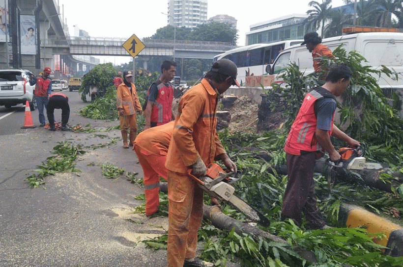 jasa perawatan taman