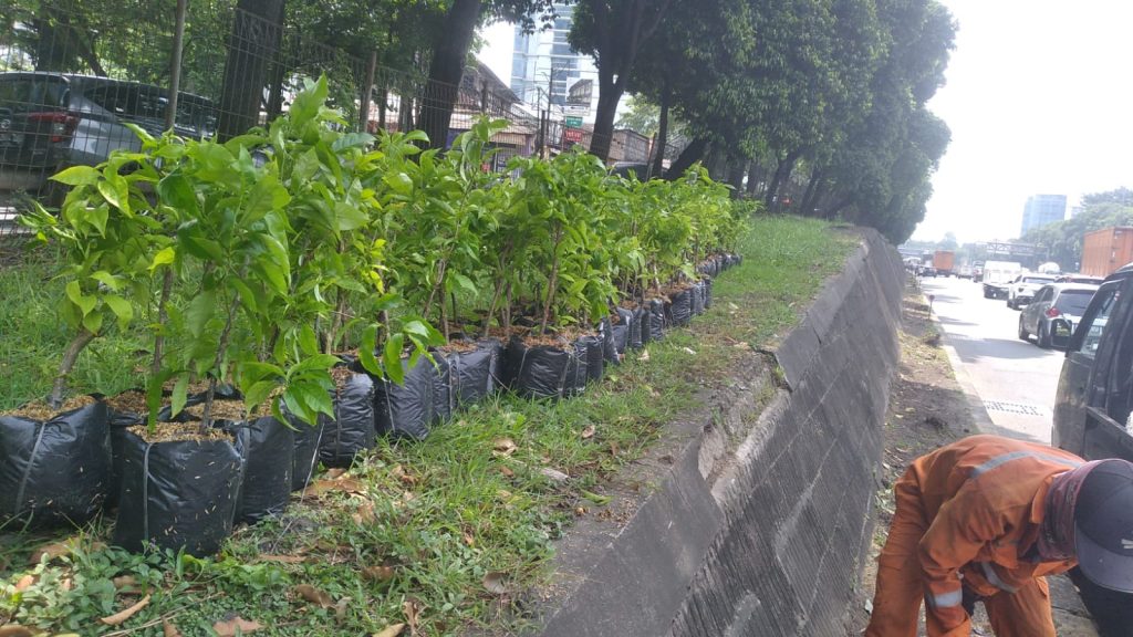 jual tanaman bougenville terpasang