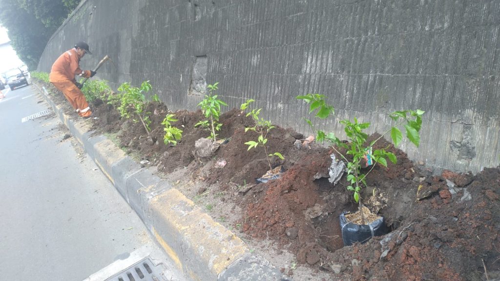 penanaman bougenville