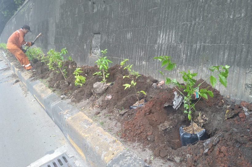 penanaman bougenville