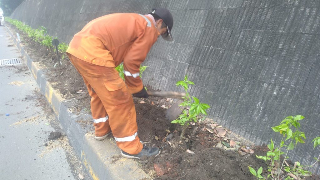 penanaman bougenville