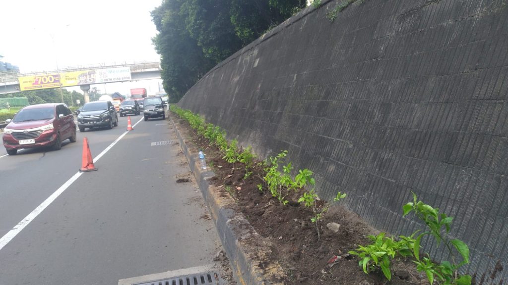 jual bougenville terpasang