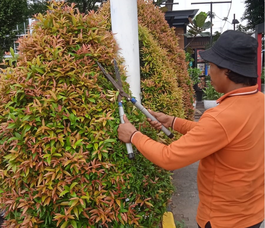 PEMANGKASAN PUCUK MERAH