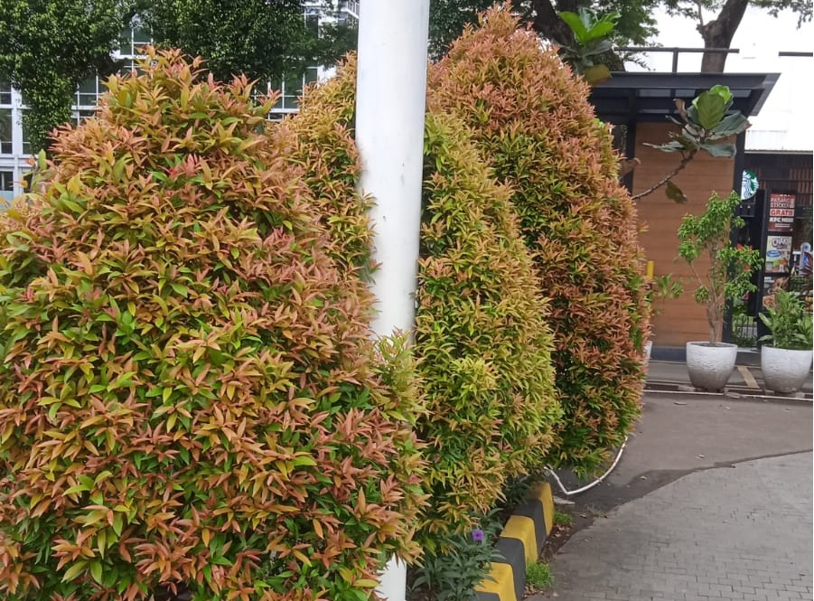 PUCUK MERAH SEBELUM DIPANGKAS