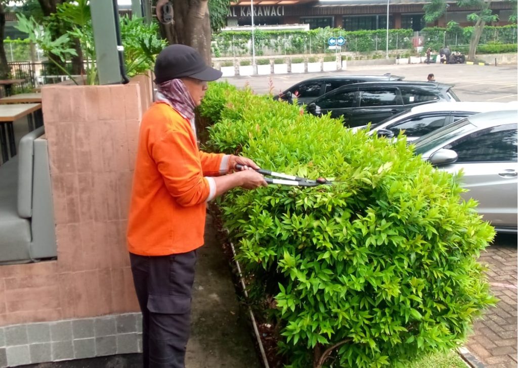 pemangkasan pucuk marah