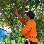perawatan taman 10-05-2025