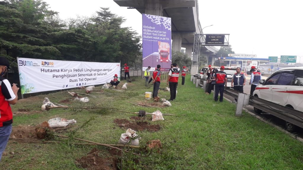 penanaman ketapang kencana