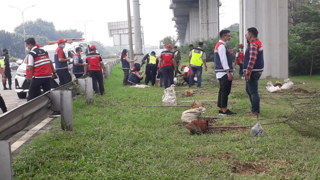 penanaman ketapang kencana