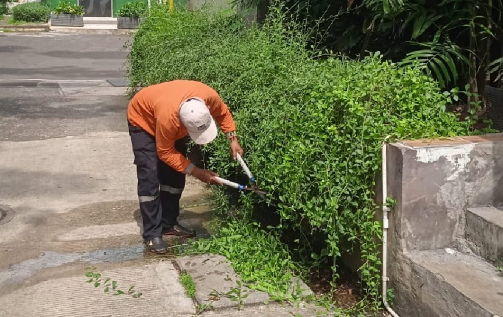 pemangkasan liekwanyu