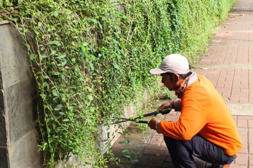 PEMANGKASAN TANAMAN LIEKWANYU