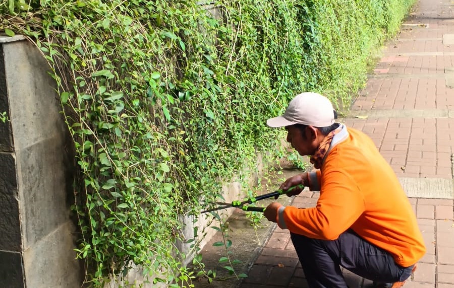 MEMANGKAS TANAMAN LIEKWANYU