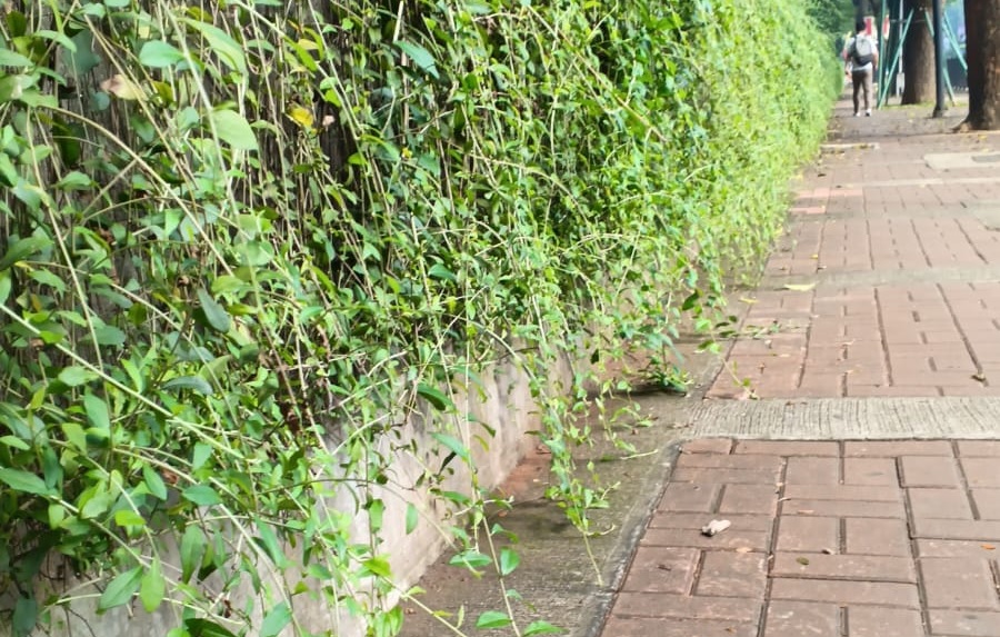 memangkas tanaman liekwanyu sebelum