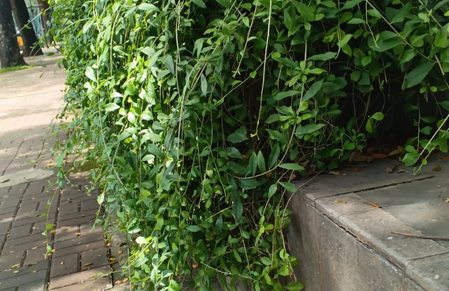 tanaman sebelum dipangkas