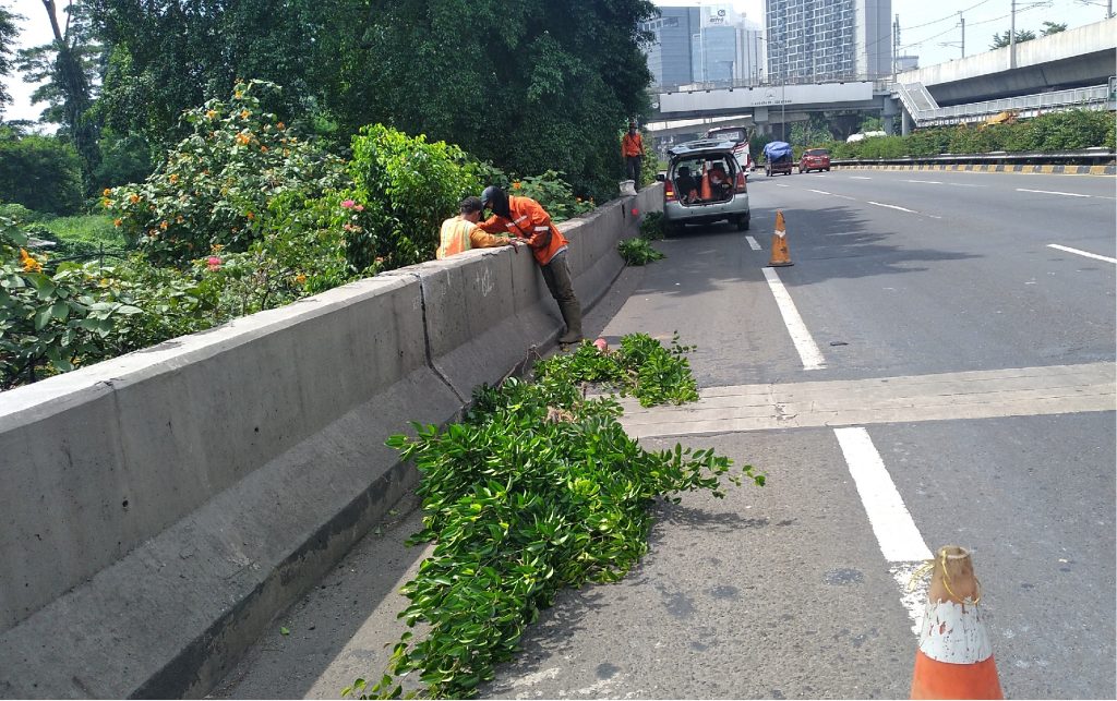 CARA IDEAL PEMELIHARAAN TAMAN