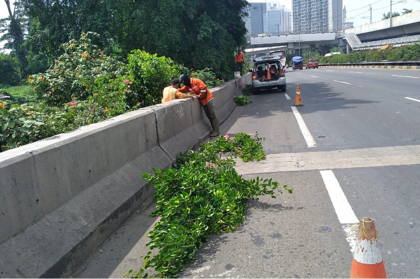 pemeliharaan tanaman lansekap jalan