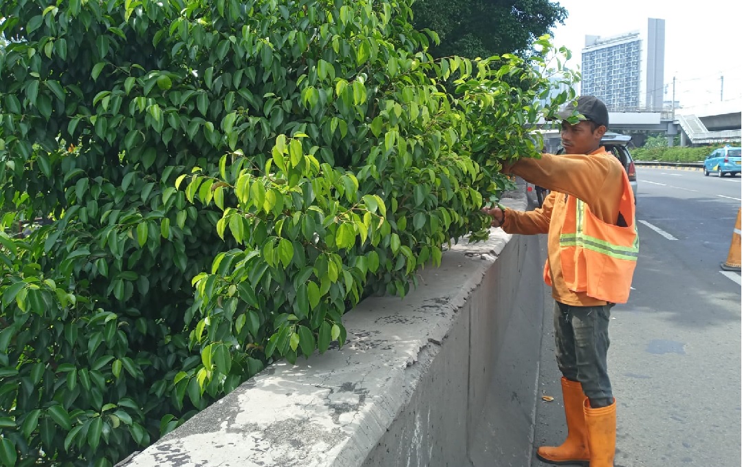 PRUNING PEMANGKASAN