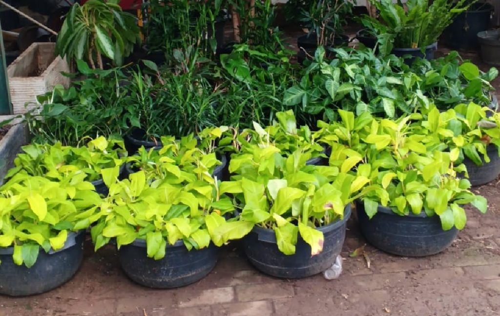 tanaman phillo lemon lime