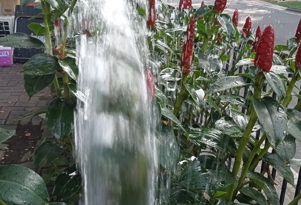 penyiraman tanaman pacing