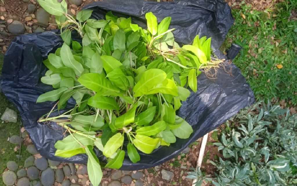 tanaman phillo lemon lime