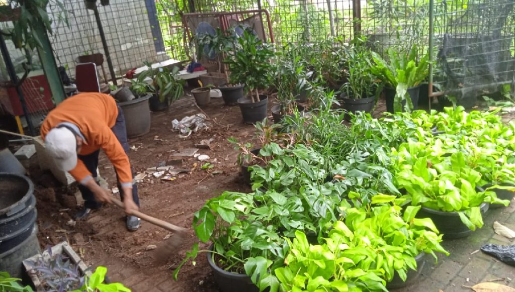 perawatan taman 11-mei-2025