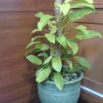 phillo lemon lime