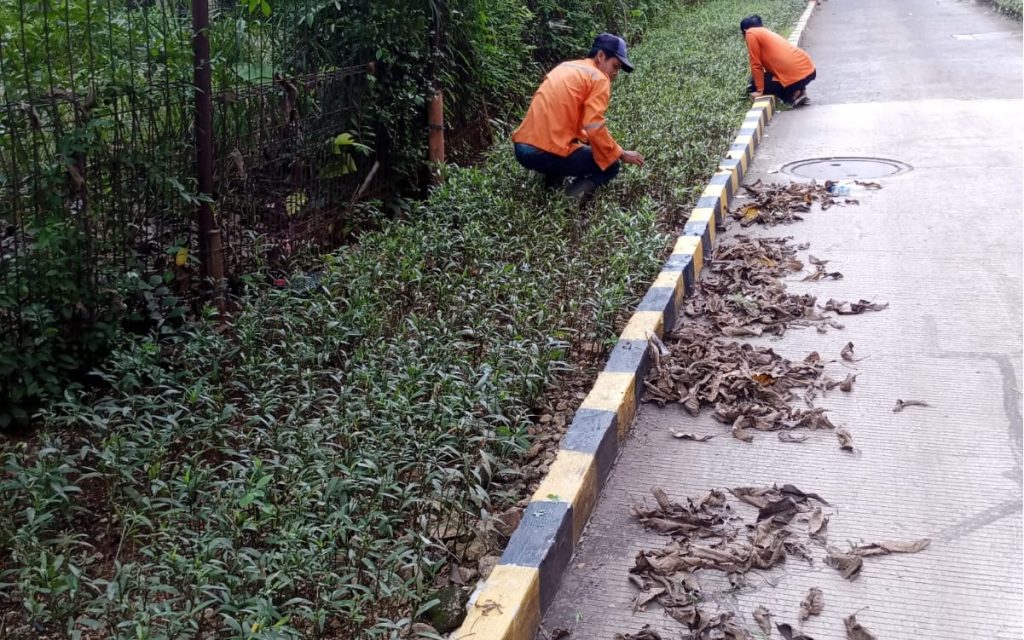 panduan merawat kebersihan taman