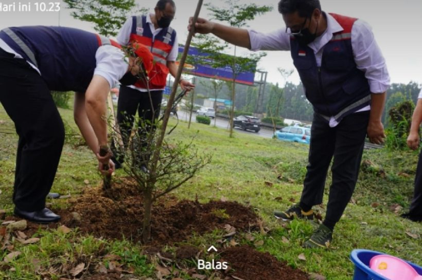penanaman pohon ketapang kencana
