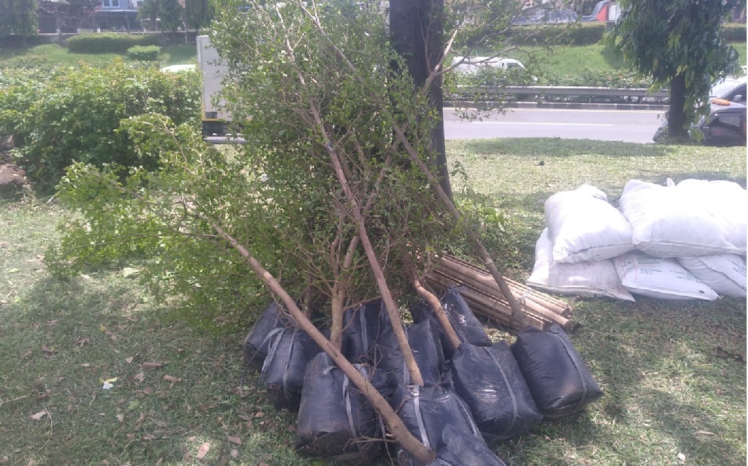 ketapang kencana 2 meter