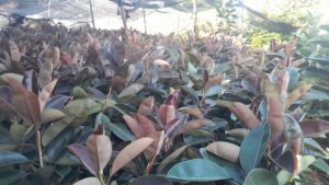 ficus karet kebo