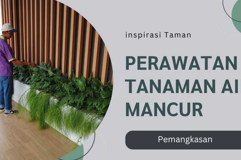 perawatan tanaman air mancur