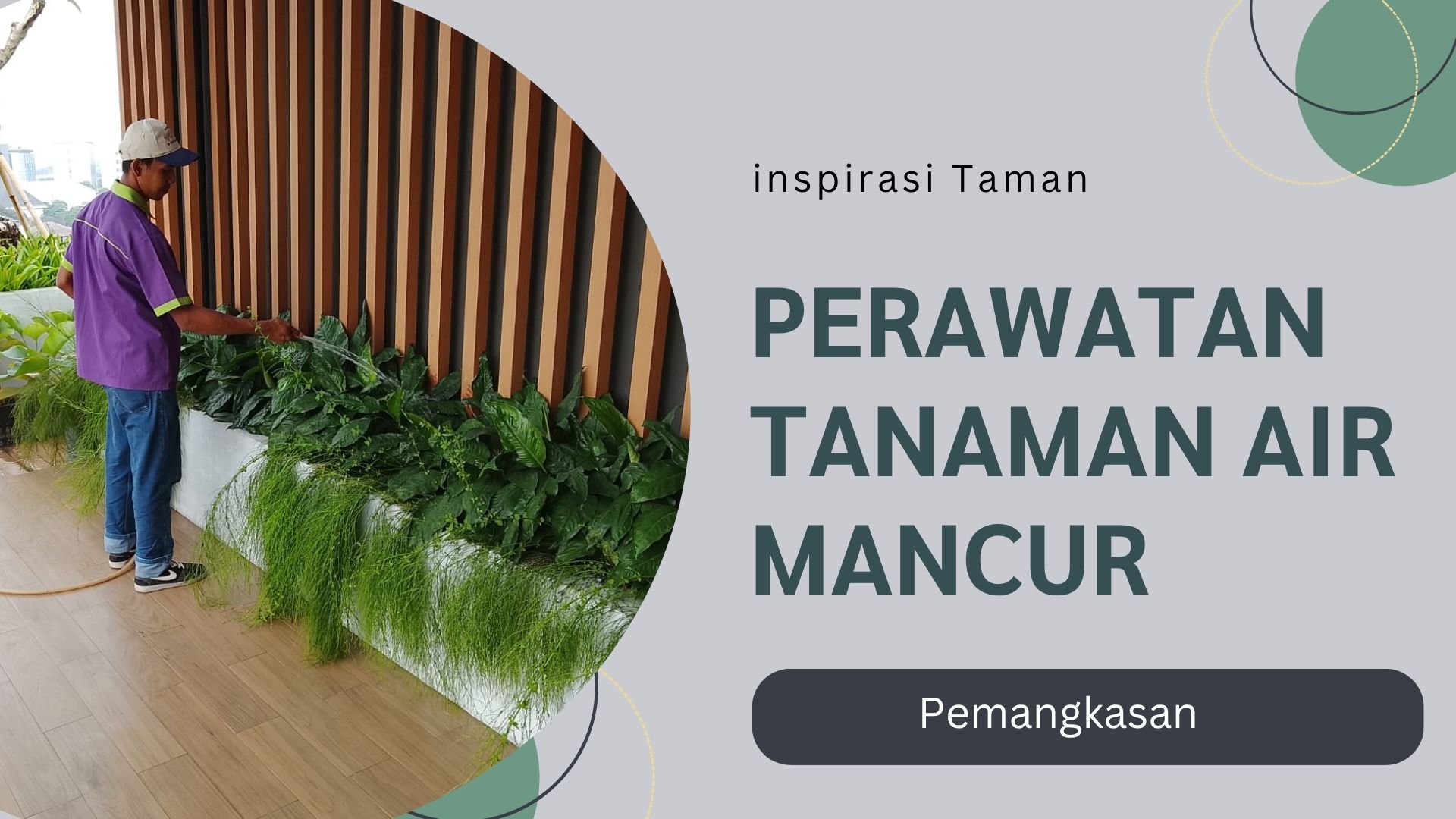perawatan tanaman air mancur