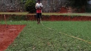 jual rumput gajah mini