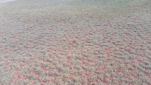jual rumput bermuda